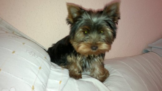 Es un cachorro muy jugueton y groton. Es super cariñoso y sociable.